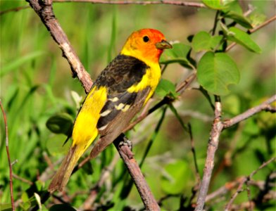 Photo: Tom Koerner/USFWS photo