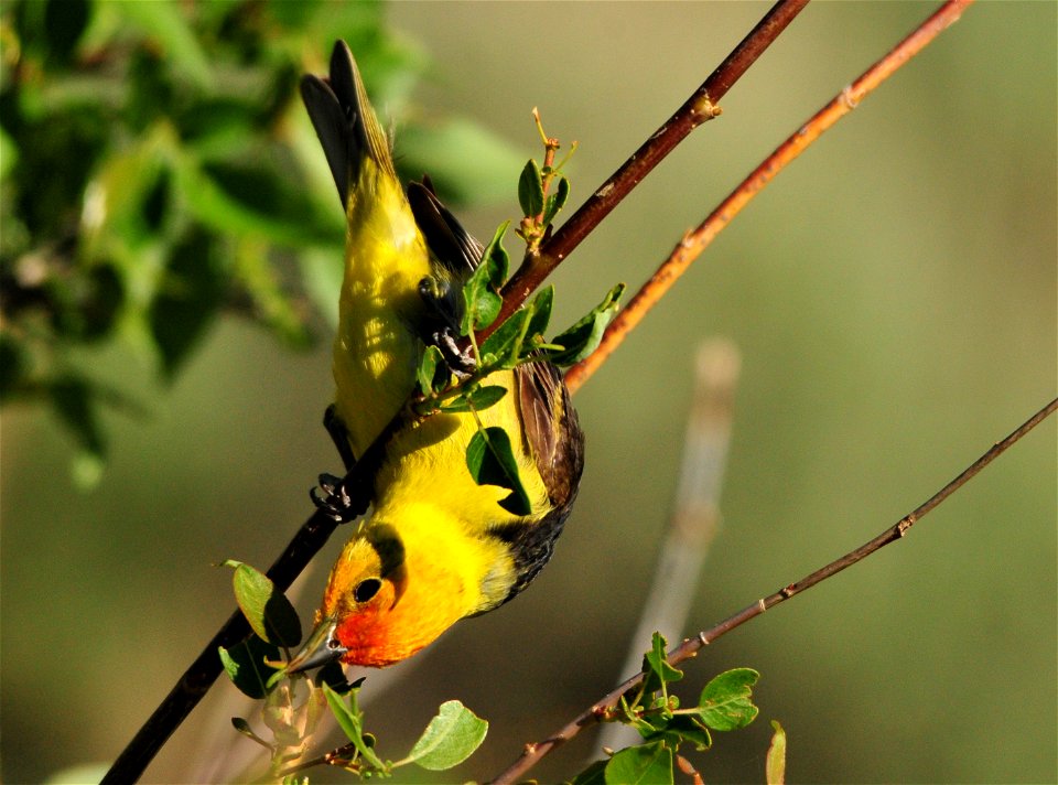 A male western tanager feeding on a tiny inch worm. Photo: Tom Koerner/USFWS photo