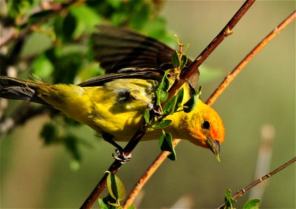 Photo: Tom Koerner/USFWS