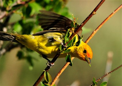 Photo: Tom Koerner/USFWS photo