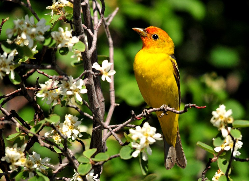 Photo: Tom Koerner/USFWS