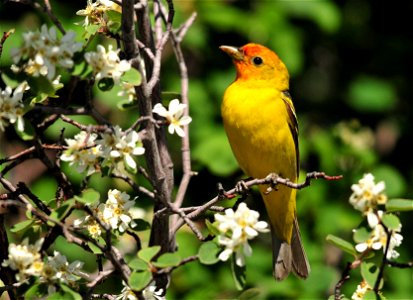 Photo: Tom Koerner/USFWS photo