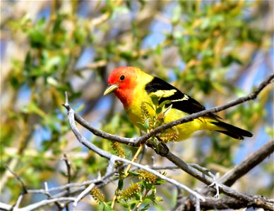A flame with wings is a good description for a male western tanager.  Western tanagers migrate through Seedskadee NWR in late May and early June each year.  They are headed to mixed coniferous-deciduo