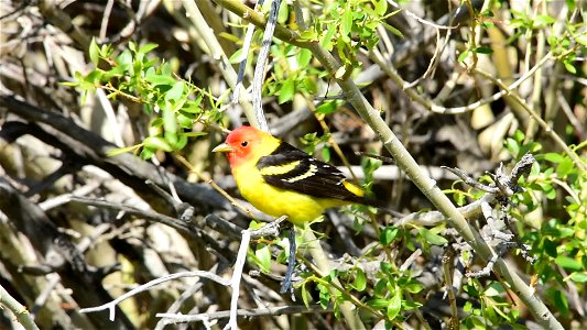 A flame with wings is a good description for a male western tanager. Western tanagers migrate through Seedskadee NWR in late May and early June each year. They are headed to mixed coniferous-deciduo photo