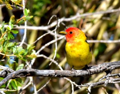 A flame with wings is a good description for a male western tanager. Western tanagers migrate through Seedskadee NWR in late May and early June each year. They are headed to mixed coniferous-deciduo photo