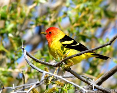 A flame with wings is a good description for a male western tanager. Western tanagers migrate through Seedskadee NWR in late May and early June each year. They are headed to mixed coniferous-deciduo photo