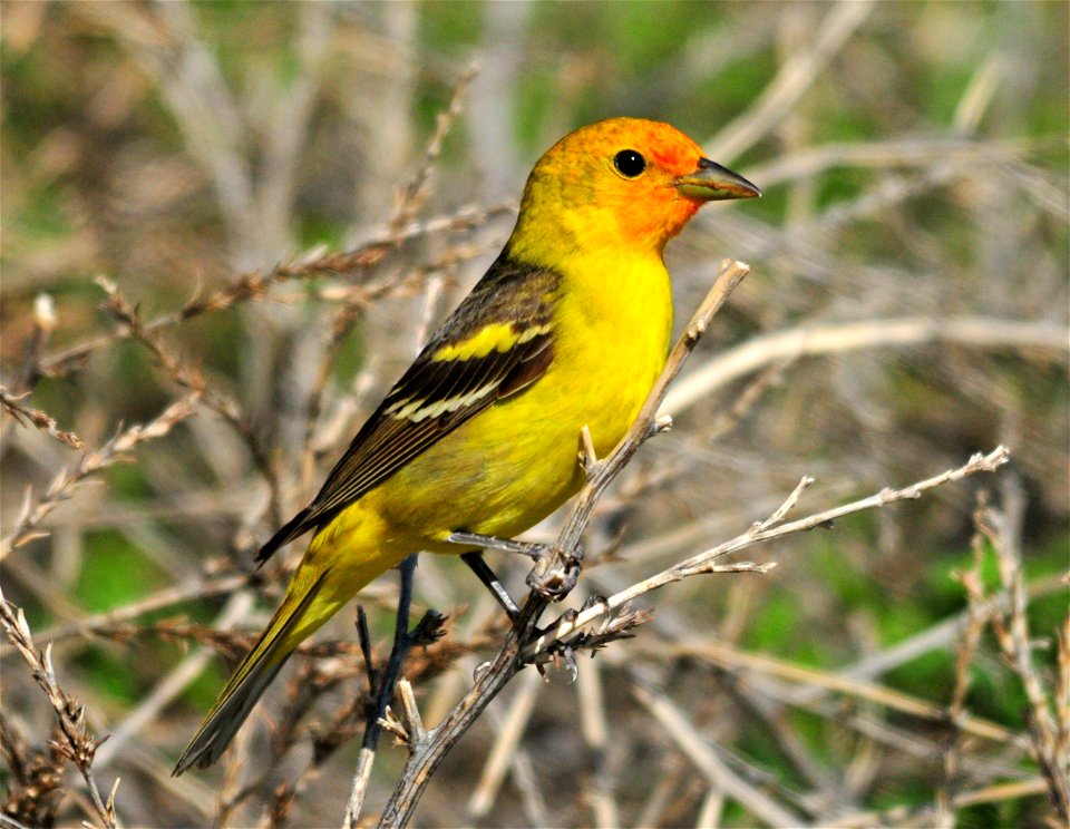 Photo: Tom Koerner/USFWS