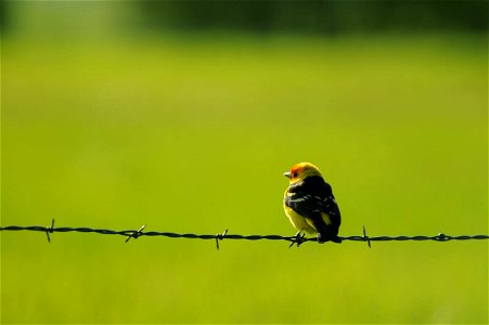 Western tanager on barbed wire. June 2008. photo