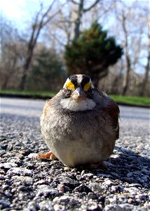 White-throated Sparrow in Rhode Island