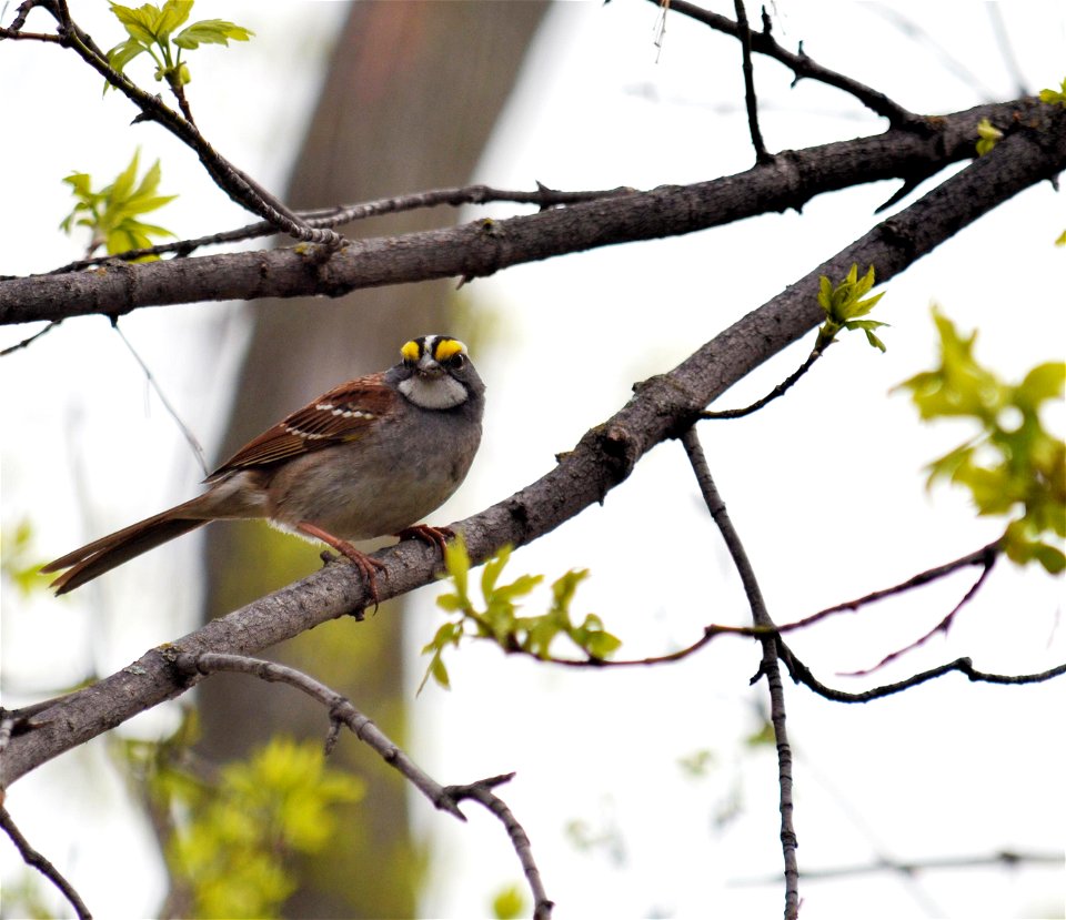 Photo by David Ellis/USFWS.