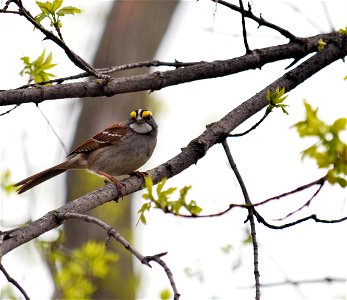 Photo by David Ellis/USFWS.