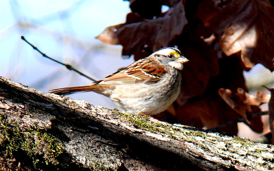 A White-throated Sparrow (Zonotrichia albicollis) in an Oak tree.Photo taken with a Panasonic Lumix DMC-FZ50 in Caldwell County, NC, USA.