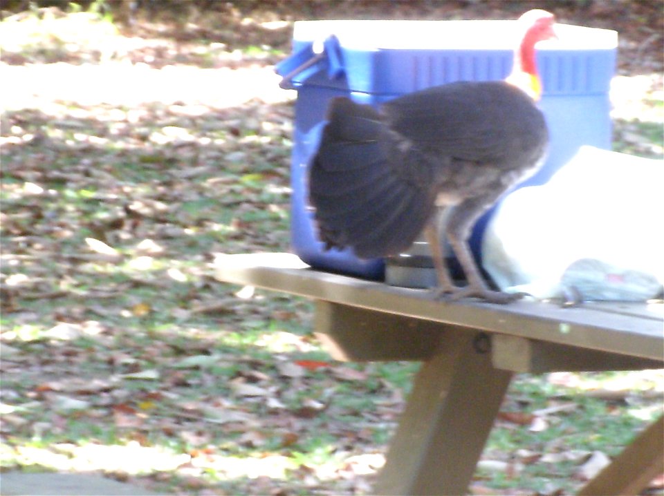 An Australian Brush Turkey in Eungella National Park, Queensland, AU.  It's stealing someone's lunch.
