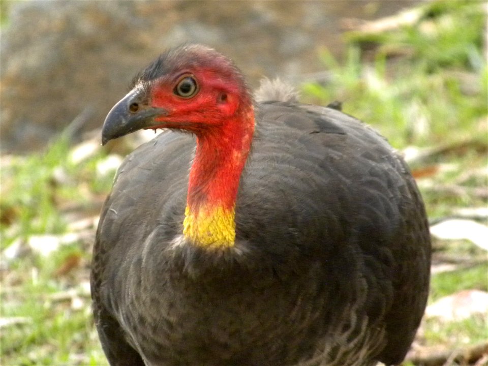 Brush Turkey found in Central Queensland, Australia