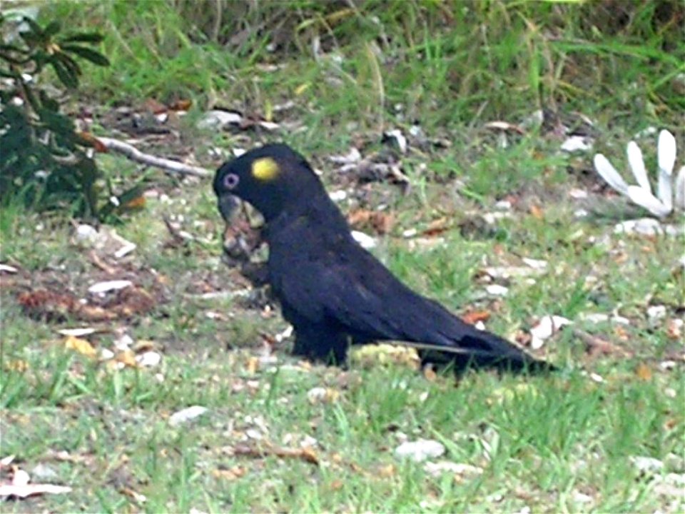 Calyptorhynchus funereus feeding on banksia integrifolia pods.
This photograph was taken in my backyard. Beachmere Queensland Australia