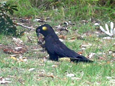Calyptorhynchus funereus feeding on banksia integrifolia pods.
This photograph was taken in my backyard. Beachmere Queensland Australia