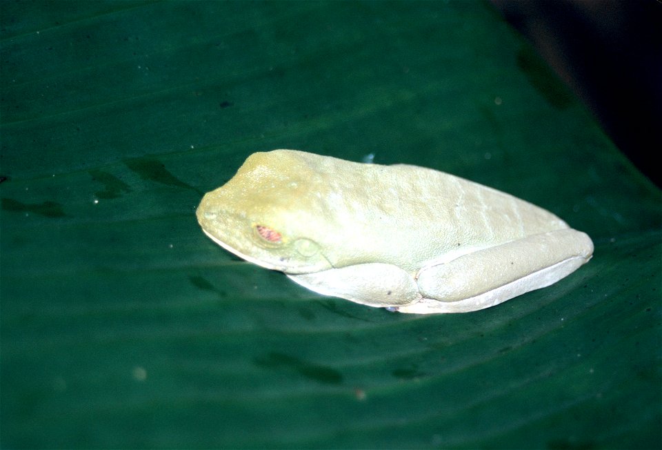 Red-eyed Tree Frog (Agalychnis callidryas), in camouflage mode