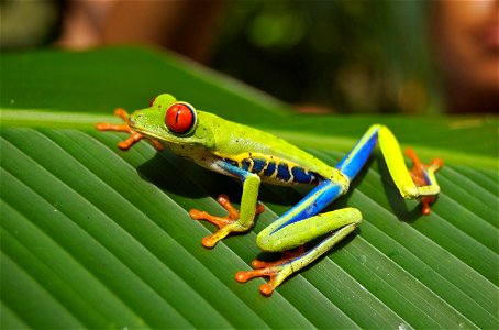 Red-eyed Tree Frog (Agalychnis callidryas), photographed near Playa Jaco in Costa Rica
