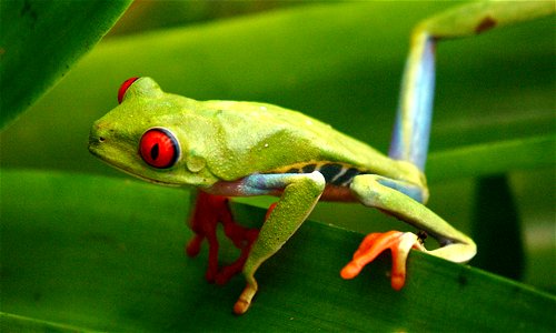 Red-eyed tree frog. photo