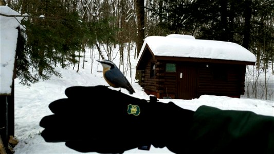 Rose breasted nuthatch on a gloved hand in Chequamegon-Nicolet National Forest