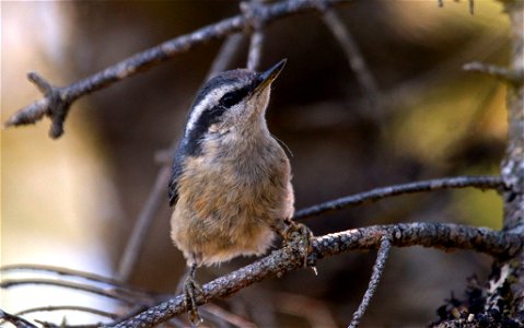 Red-breasted Nuthatch You are free to use this image with the following photo credit: Peter Pearsall/U.S. Fish and Wildlife Service photo