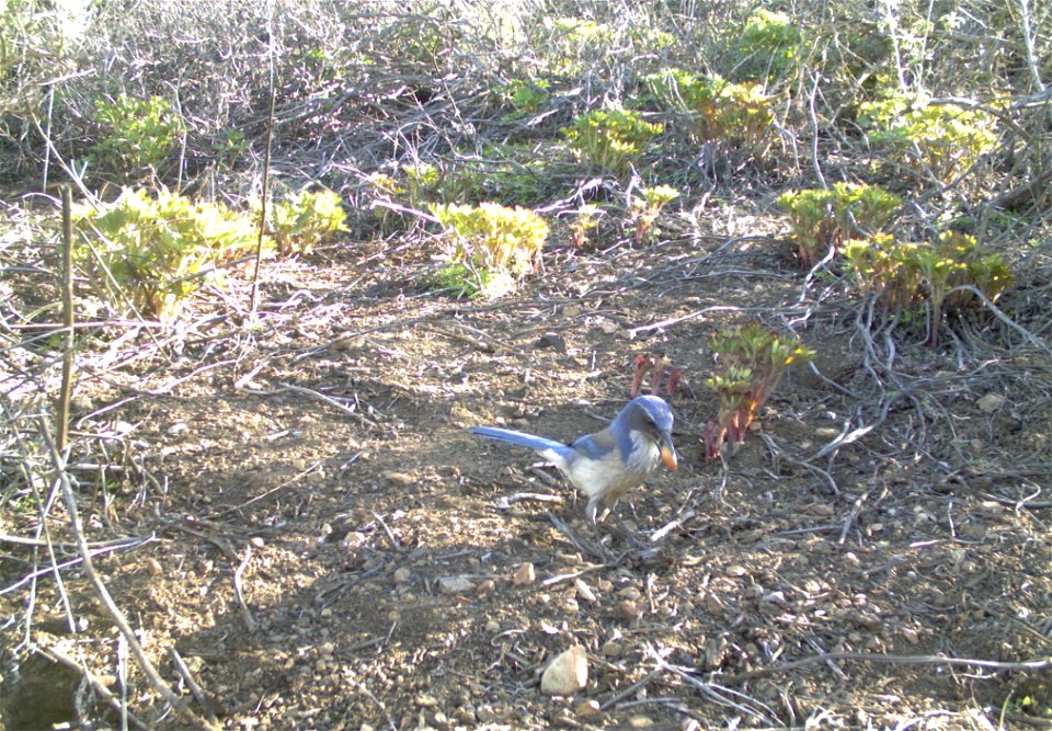 Springs fire May 2013 wildlife camera study. These photos are taken as part of the monitoring in the springs fire area to understand the impact of fire on wildlife and how the various wildlife species