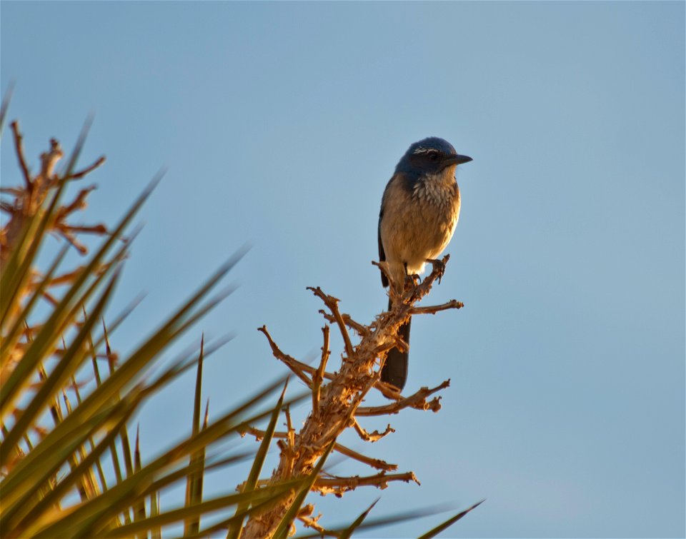 Birds in Joshua Tree National Park: Scrub jay (Aphelocoma californica)