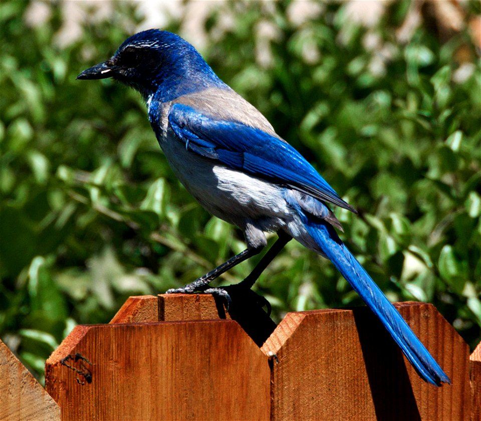 california scrub jay