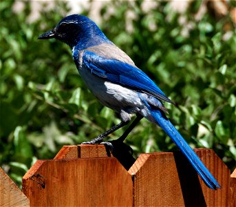 california scrub jay