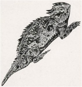 The Horned Frog (1909) - Vol. 6; 296 pgs.