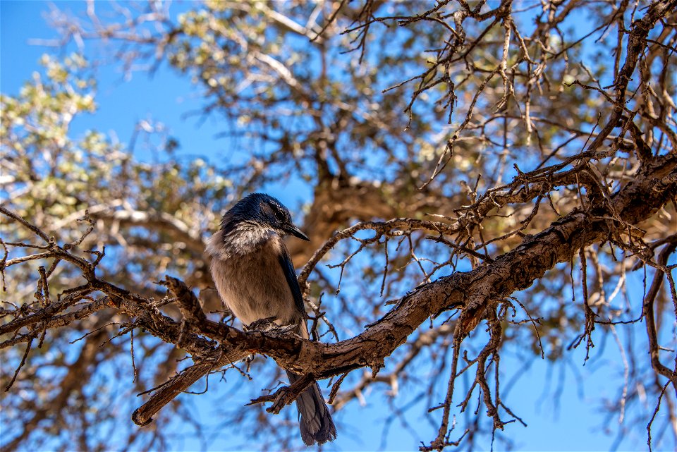 Western Scrub Jay (Aphelocoma californica), Joshua Tree National Park. NPS/Lian Law