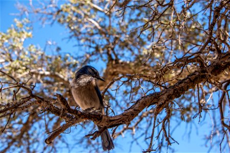 Western Scrub Jay (Aphelocoma californica), Joshua Tree National Park. NPS/Lian Law photo