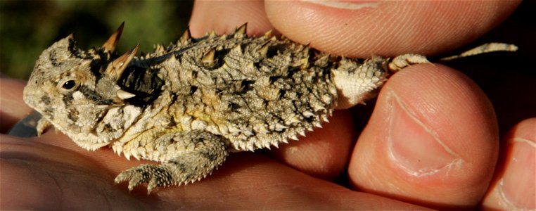 A very small Texas horned lizard ('horned frog') held in palm of hand