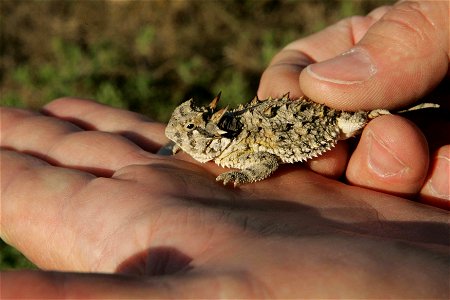 Image title: Texas horned lizard phrynosoma cornutum fits in the palm of hand Image from Public domain images website, http://www.public-domain-image.com/full-image/fauna-animals-public-domain-images- photo
