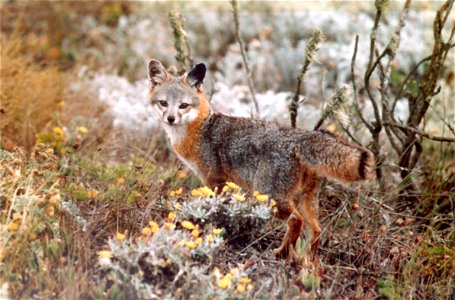 Island Fox (Urocyon littoralis), in the Channel Islands, California, USA.