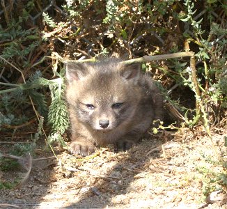 : An Island fox pup. photo