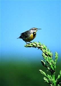 Western meadowlark in eastern New Mexico.