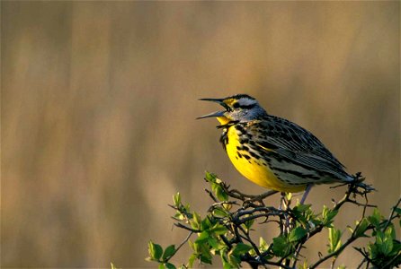 : Western Meadowlark (Sturnella neglecta)