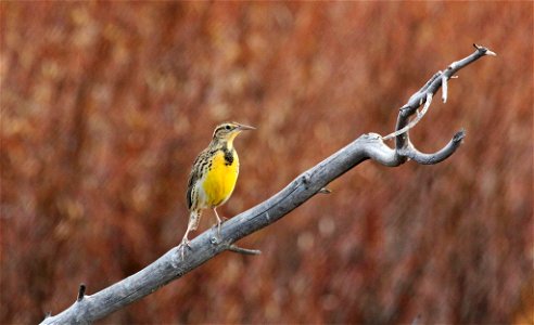 Western Meadowlark You are free to use this image with the following photo credit: Peter Pearsall/U.S. Fish and Wildlife Service photo