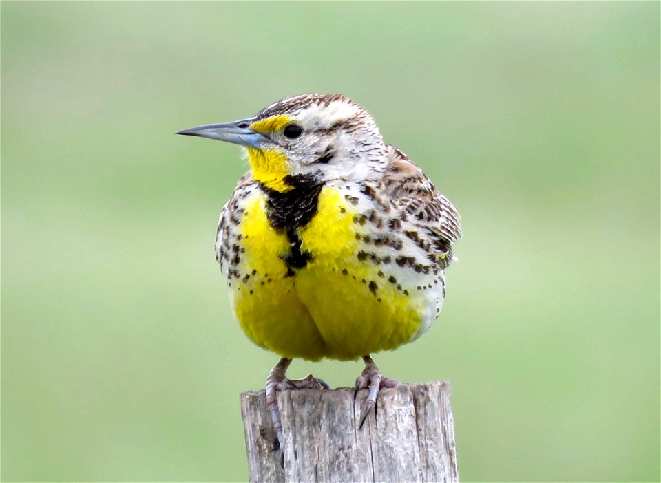 This Western meadowlark (Sturnella neglecta) was spotted at Morris Wetland Management District in Minnesota. Watch for them in open grasslands, prairies, meadows, and some agricultural fields.

Photo 