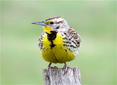 This Western meadowlark (Sturnella neglecta) was spotted at Morris Wetland Management District in Minnesota. Watch for them in open grasslands, prairies, meadows, and some agricultural fields.

Photo 