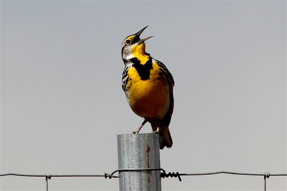 The song of the western meadowlark is a commonly heard on Rocky Mountain Arsenal National Wildlife Refuge.

Photo Credit: USFWS / George Ho, Jr., a Rocky Mountain Arsenal National Wildlife Refuge volu