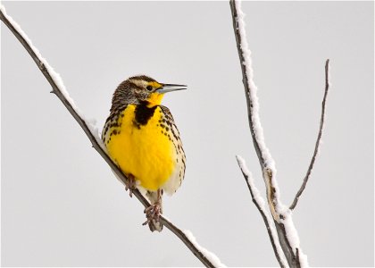 On the first day western meadowlarks returned to Seedskadee NWR, we had a spring snow squall to welcome their arrival.  

Photo: Tom Koerner/USFWS