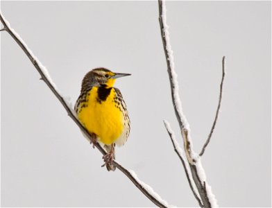 On the first day western meadowlarks returned to Seedskadee NWR, we had a spring snow squall to welcome their arrival.  

Photo: Tom Koerner/USFWS