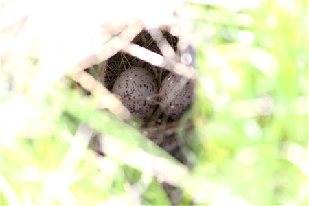 Here's a peak into a Western Meadowlark's nest that was found on the Cornell WPA in LaMoure County, ND. Photo Credit: Krista Lundgren/USFWS photo