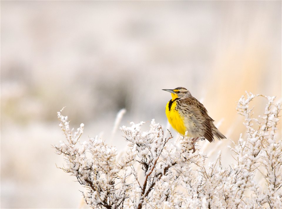 On the first day western meadowlarks returned to Seedskadee NWR, we had a spring snow squall to welcome their arrival.  

Photo: Tom Koerner/USFWS