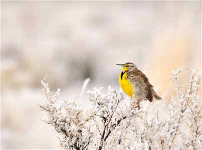 On the first day western meadowlarks returned to Seedskadee NWR, we had a spring snow squall to welcome their arrival.  

Photo: Tom Koerner/USFWS