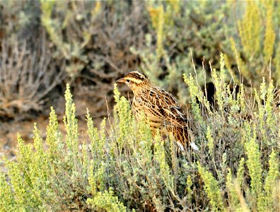 A western meadowlark, in crisp new plumage, sits on a Wyoming big sagebrush.  

Photo: Tom Koerner/USFWS