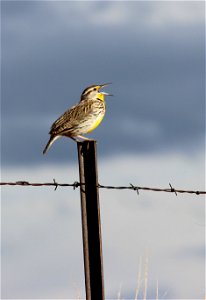 It's April 6th and spring is upon us! This meadowlark is the state bird of North Dakota (and many other states), and makes its nest on the ground in prairie and pastures. Photo Credit: Krista Lundgr photo