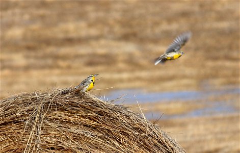 This grassland nesting species has been in decline since the 1960s. The conversion of prairie habitat is likely the largest factor linked to their loss of numbers.The Western meadowlark (Sturnella neg